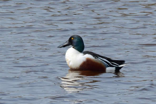 shoveler